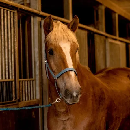 Freund - Privathotels Dr Lohbeck فندق 4*